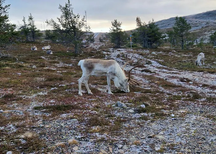 公寓 Cozy And Newly Renovated, Single-level In